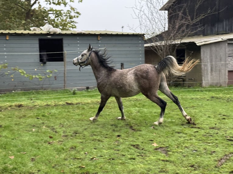 Vollblutaraber Hengst 3 Jahre White in Brakel