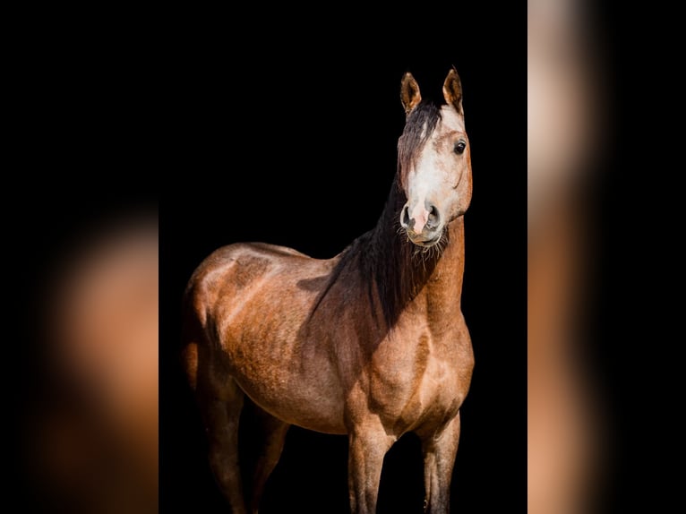 Vollblutaraber Hengst 4 Jahre 148 cm in Achel