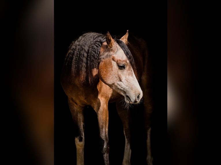 Vollblutaraber Hengst 4 Jahre 148 cm in Achel