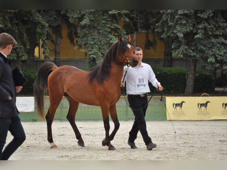 Vollblutaraber Hengst 4 Jahre 150 cm Brauner in Fehérvárcsurgó