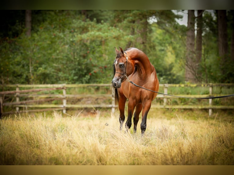 Vollblutaraber Hengst 4 Jahre 151 cm Dunkelbrauner in BELOEIL