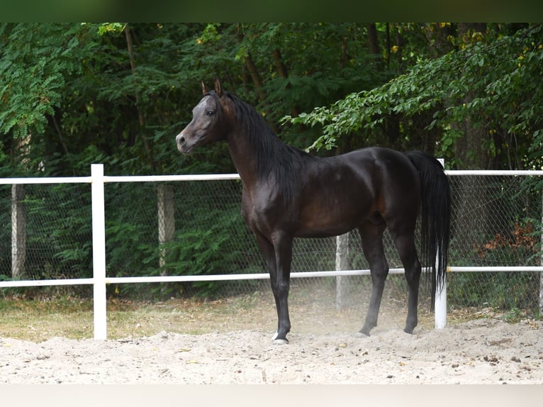Vollblutaraber Hengst 4 Jahre 152 cm Dunkelbrauner in Krasnystaw