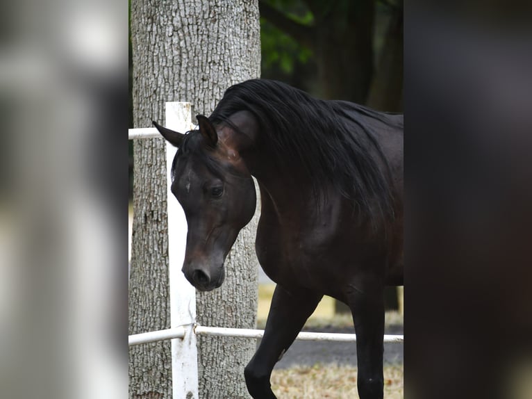 Vollblutaraber Hengst 4 Jahre 152 cm Dunkelbrauner in Krasnystaw
