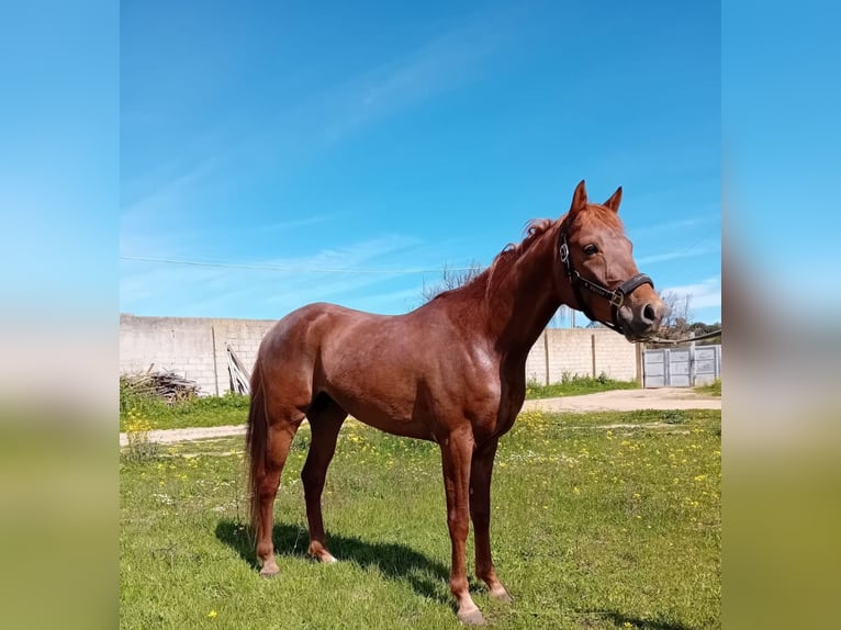 Vollblutaraber Hengst 4 Jahre 157 cm Fuchs in Nuoro