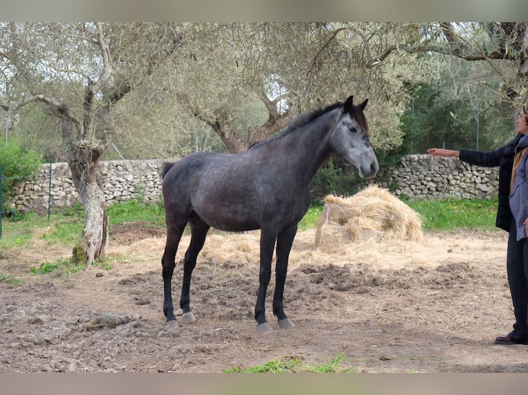 Vollblutaraber Hengst 4 Jahre 157 cm Schimmel in sassari