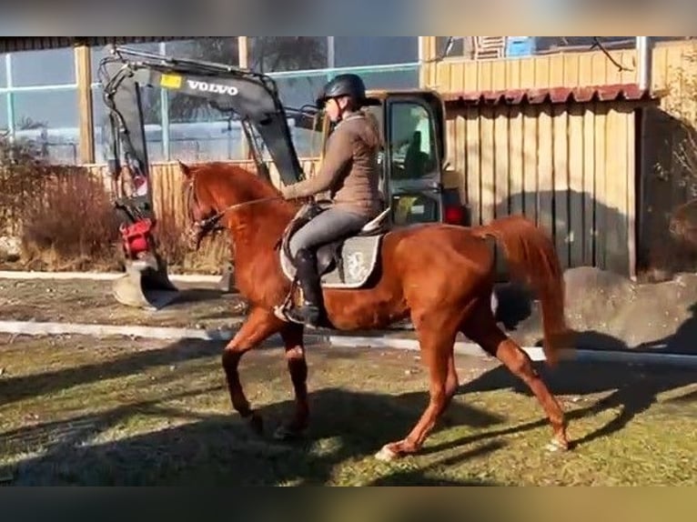 Vollblutaraber Hengst 4 Jahre Fuchs in Aulendorf