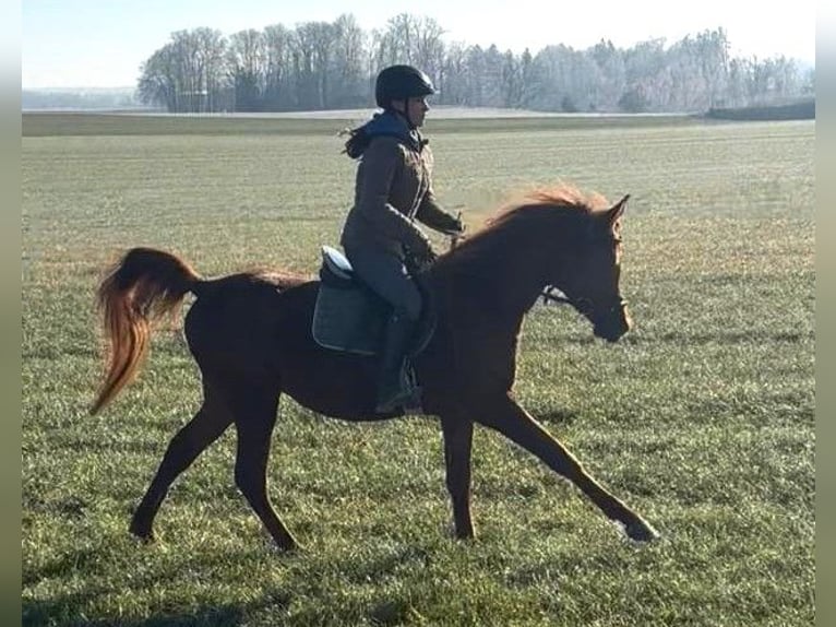 Vollblutaraber Hengst 4 Jahre Fuchs in Aulendorf
