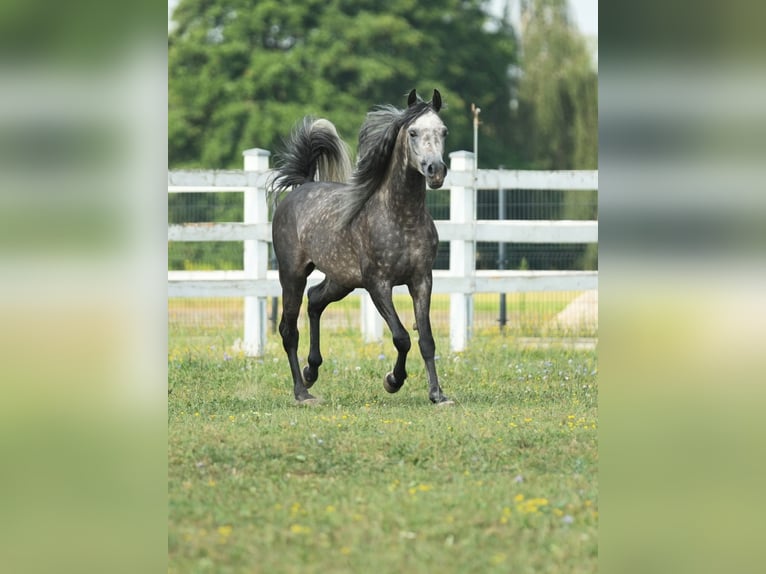 Vollblutaraber Hengst 4 Jahre Schimmel in Wola rzędzińska
