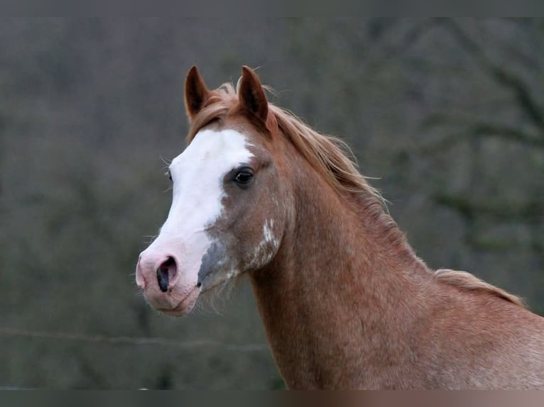 Vollblutaraber Hengst 5 Jahre 147 cm Sabino in Watrange