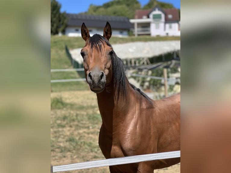 Vollblutaraber Hengst 5 Jahre 150 cm Brauner in Krennach