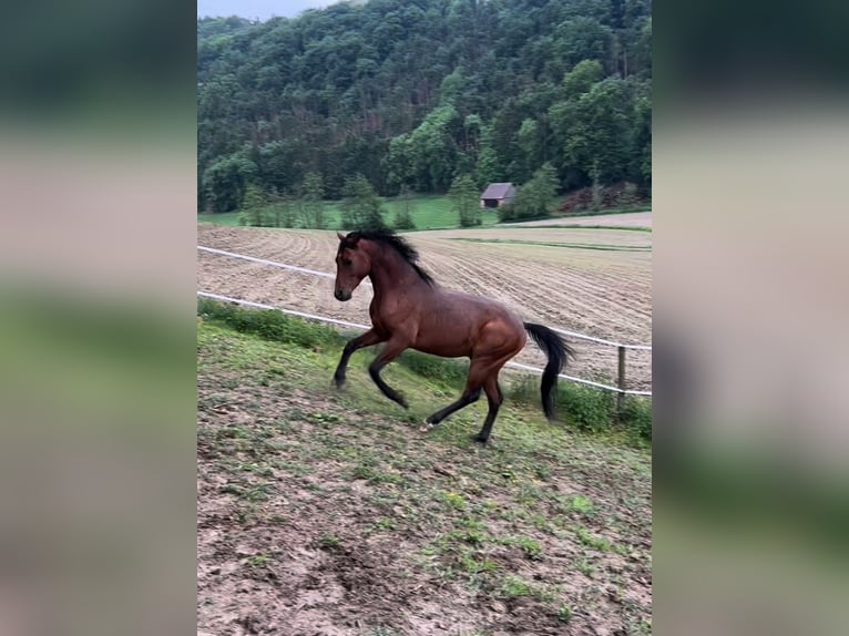 Vollblutaraber Hengst 5 Jahre 150 cm Brauner in Riegersburg