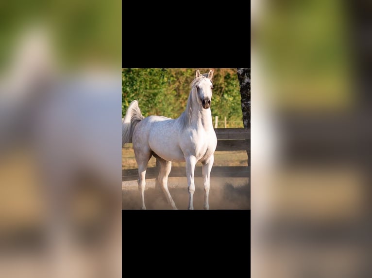 Vollblutaraber Hengst 5 Jahre 150 cm Schimmel in Mönchengladbach