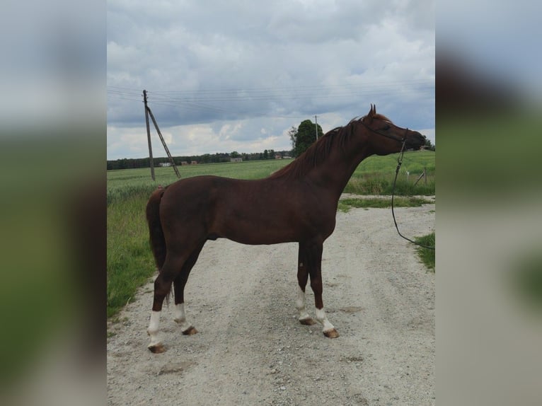 Vollblutaraber Hengst 5 Jahre 152 cm Fuchs in Konarzyce