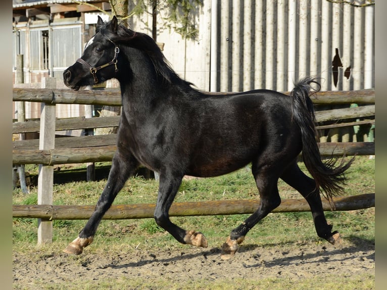 Vollblutaraber Hengst 5 Jahre 153 cm Rappe in M&#xF6;rsdorf