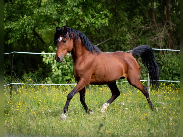 Vollblutaraber Hengst 5 Jahre 156 cm Brauner in Zweibrücken