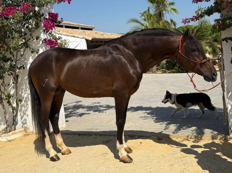 Vollblutaraber Hengst 5 Jahre 157 cm Brauner in Navas Del Madro&#xF1;o