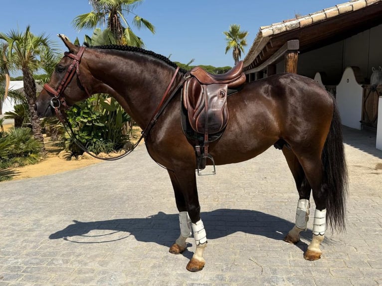 Vollblutaraber Hengst 5 Jahre 157 cm Brauner in Navas Del Madro&#xF1;o