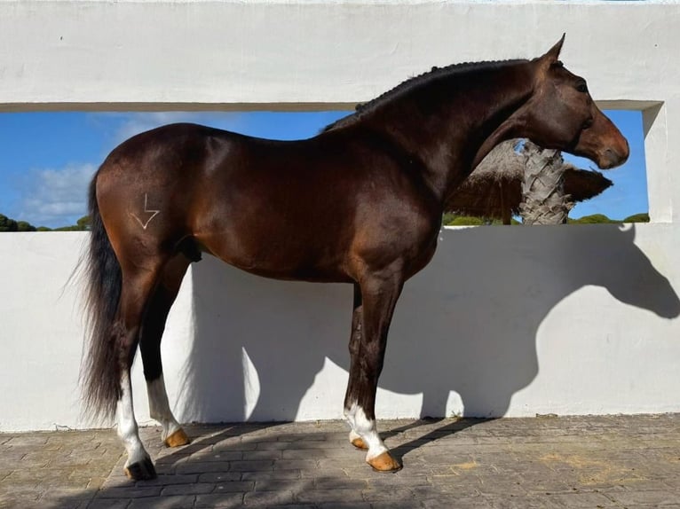 Vollblutaraber Hengst 5 Jahre 157 cm Brauner in Navas Del Madro&#xF1;o