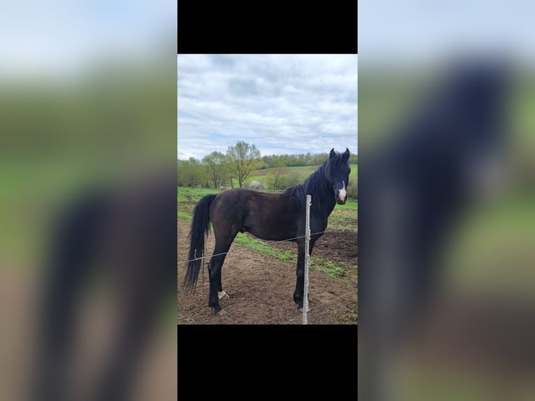 Vollblutaraber Hengst 6 Jahre 155 cm Rappe in Lautertal