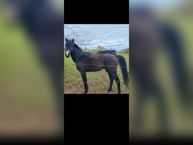 Vollblutaraber Hengst 6 Jahre 155 cm Rappe in Lautertal