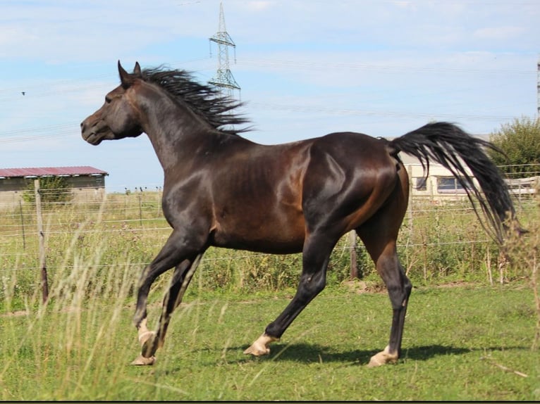 Vollblutaraber Hengst 6 Jahre 156 cm Schwarzbrauner in Hochborn