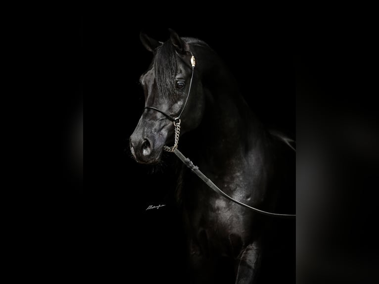 Vollblutaraber Hengst 6 Jahre 159 cm Rappe in RAWICZ