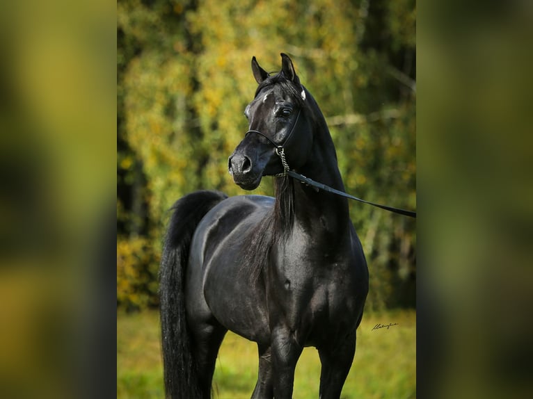 Vollblutaraber Hengst 6 Jahre 159 cm Rappe in RAWICZ
