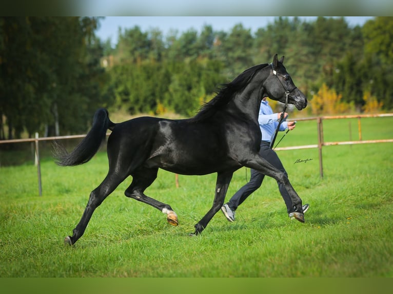 Vollblutaraber Hengst 6 Jahre 159 cm Rappe in RAWICZ