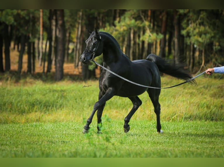 Vollblutaraber Hengst 6 Jahre 159 cm Rappe in RAWICZ