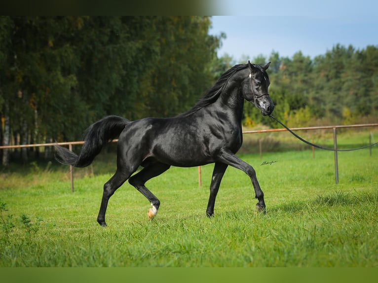 Vollblutaraber Hengst 6 Jahre 159 cm Rappe in RAWICZ