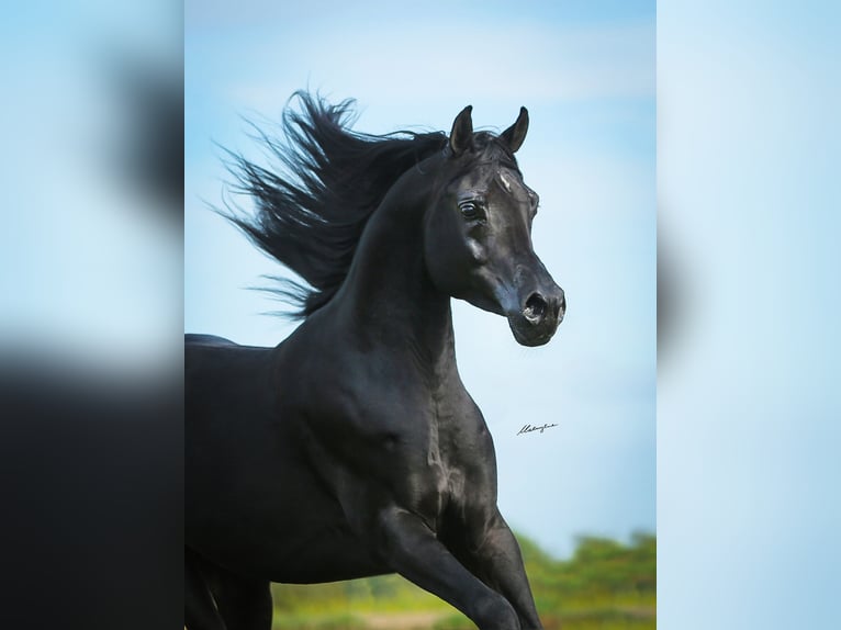 Vollblutaraber Hengst 6 Jahre 159 cm Rappe in RAWICZ
