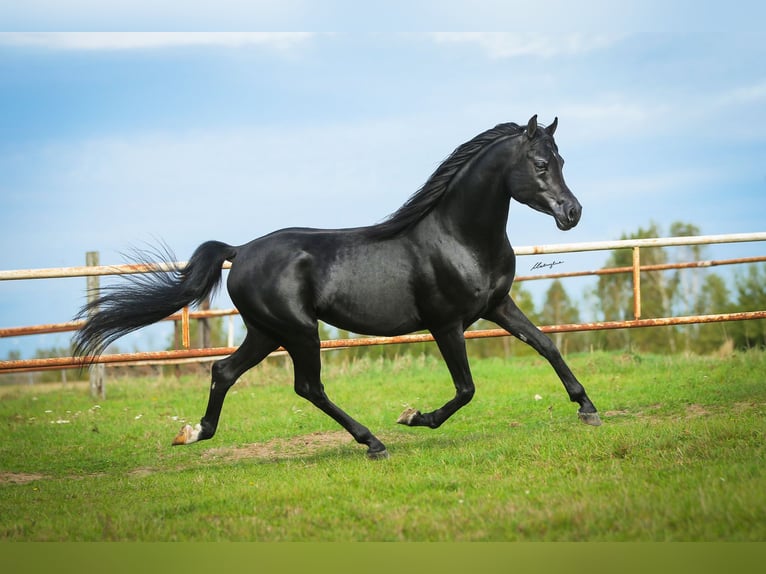 Vollblutaraber Hengst 6 Jahre 159 cm Rappe in RAWICZ