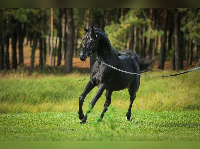 Vollblutaraber Hengst 6 Jahre 159 cm Rappe in RAWICZ