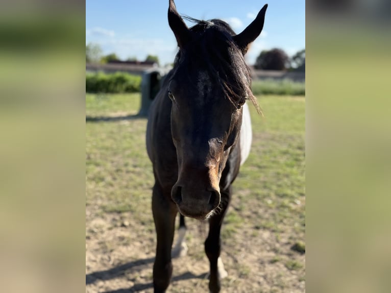 Vollblutaraber Hengst 6 Jahre 160 cm Schwarzbrauner in Worms