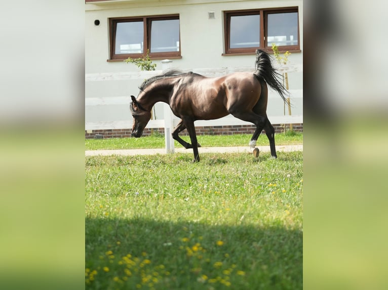 Vollblutaraber Hengst 6 Jahre 161 cm Rotbrauner in Wola Rzędzińska