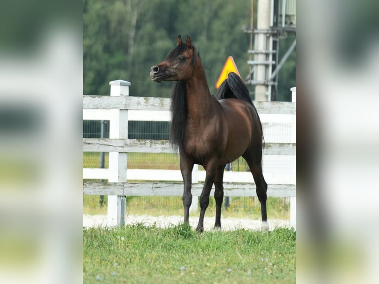 Vollblutaraber Hengst 6 Jahre 161 cm Rotbrauner in Wola Rzędzińska