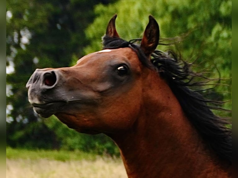 Vollblutaraber Hengst 6 Jahre Brauner in Wiesmoor