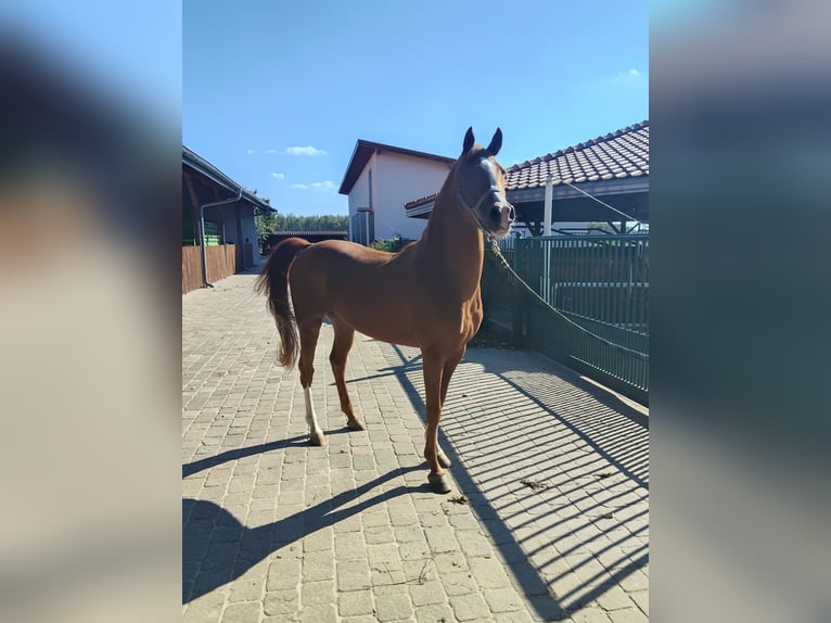 Vollblutaraber Hengst 6 Jahre Dunkelfuchs in Prezanowice