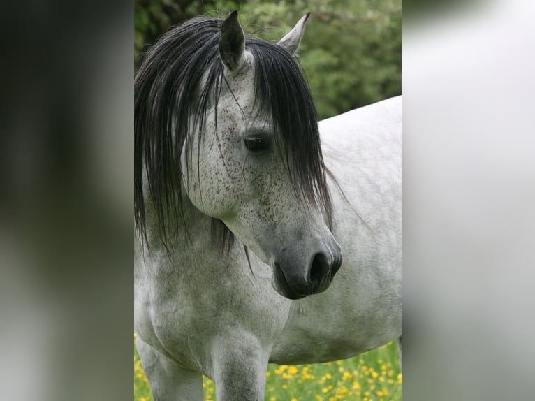 Vollblutaraber Hengst 7 Jahre 153 cm Schimmel in Weilheim an der Teck
