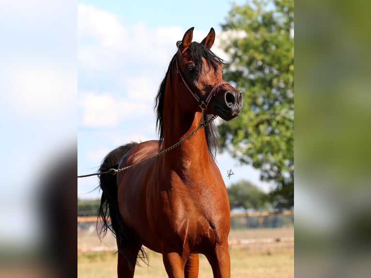 Vollblutaraber Hengst 7 Jahre 154 cm Brauner in Hoya