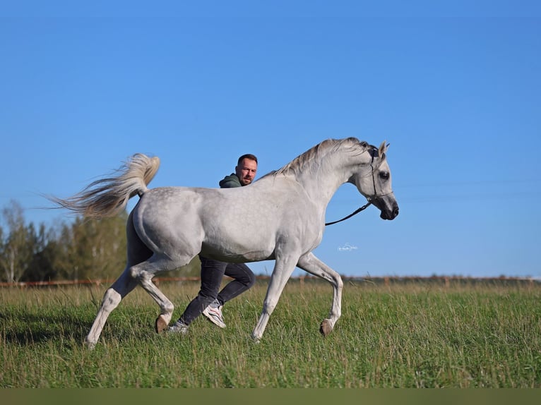 Vollblutaraber Hengst 7 Jahre 154 cm Schimmel in JEZOW