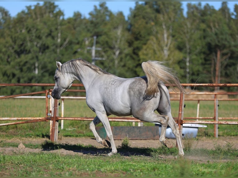 Vollblutaraber Hengst 7 Jahre 154 cm Schimmel in JEZOW