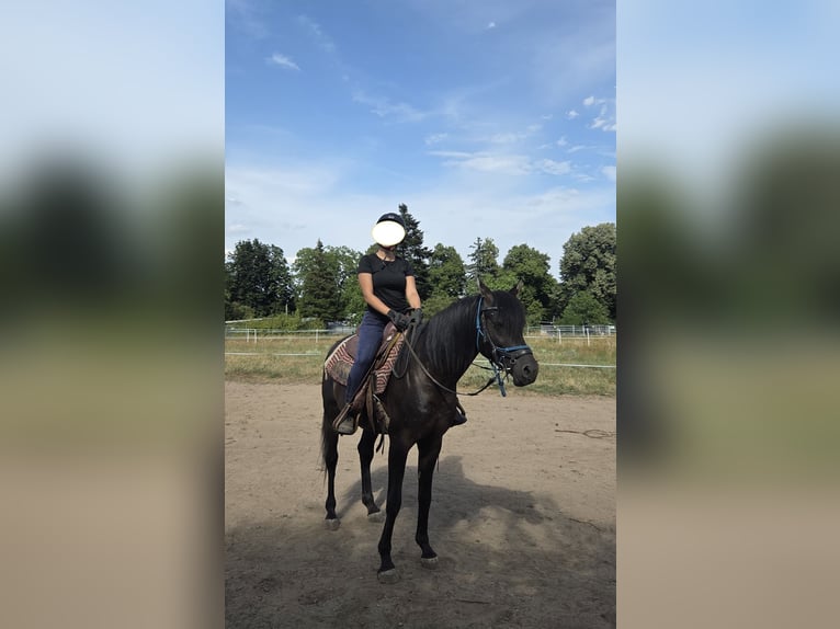 Vollblutaraber Hengst 7 Jahre 155 cm Rappe in Hanau-Auheim (HU)