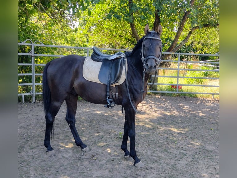 Vollblutaraber Hengst 7 Jahre 155 cm Rappe in Hanau-Auheim (HU)