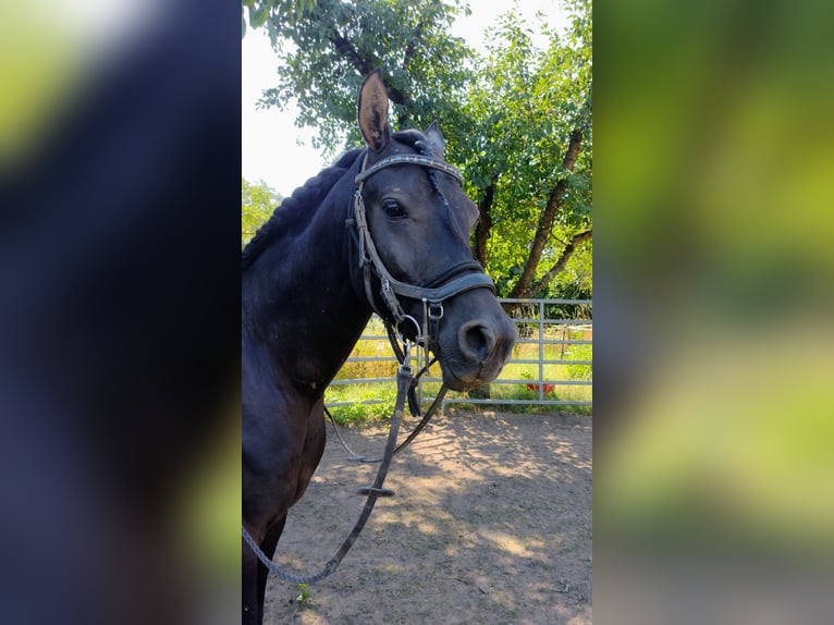 Vollblutaraber Hengst 7 Jahre 155 cm Rappe in Hanau-Auheim (HU)