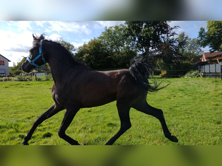 Vollblutaraber Hengst 7 Jahre 155 cm Rappe in Hanau-Auheim (HU)
