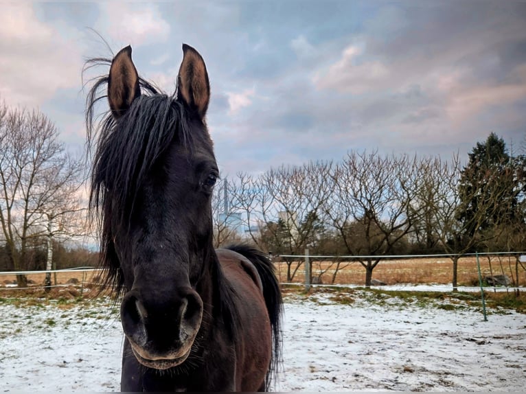 Vollblutaraber Hengst 7 Jahre 155 cm Rappe in Hanau-Auheim (HU)