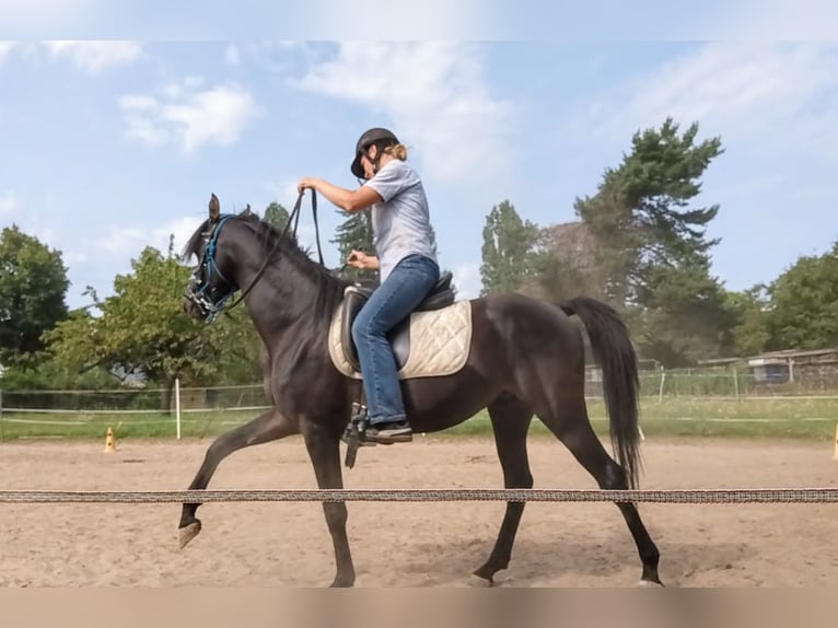 Vollblutaraber Hengst 7 Jahre 155 cm Rappe in Hanau-Auheim (HU)