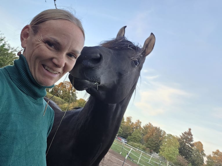 Vollblutaraber Hengst 7 Jahre 155 cm Rappe in Hanau-Auheim (HU)