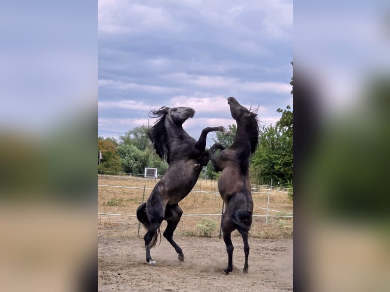 Vollblutaraber Hengst 7 Jahre 155 cm Rappe in Hanau-Auheim (HU)